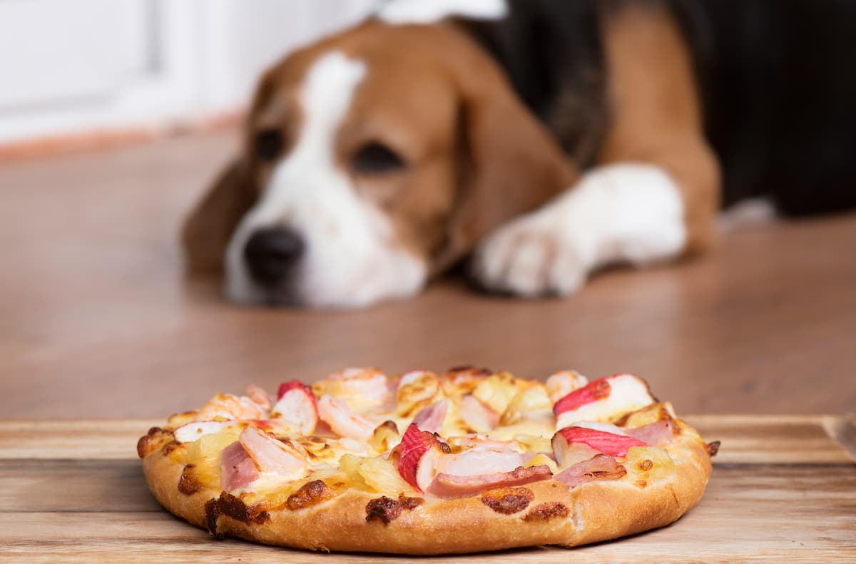 beagle olhando a pizza