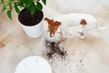 cachorro com terra no chão