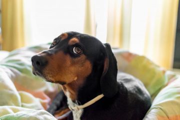 cachorro deitado na cama