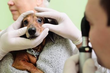 cachorro no oftalmologista