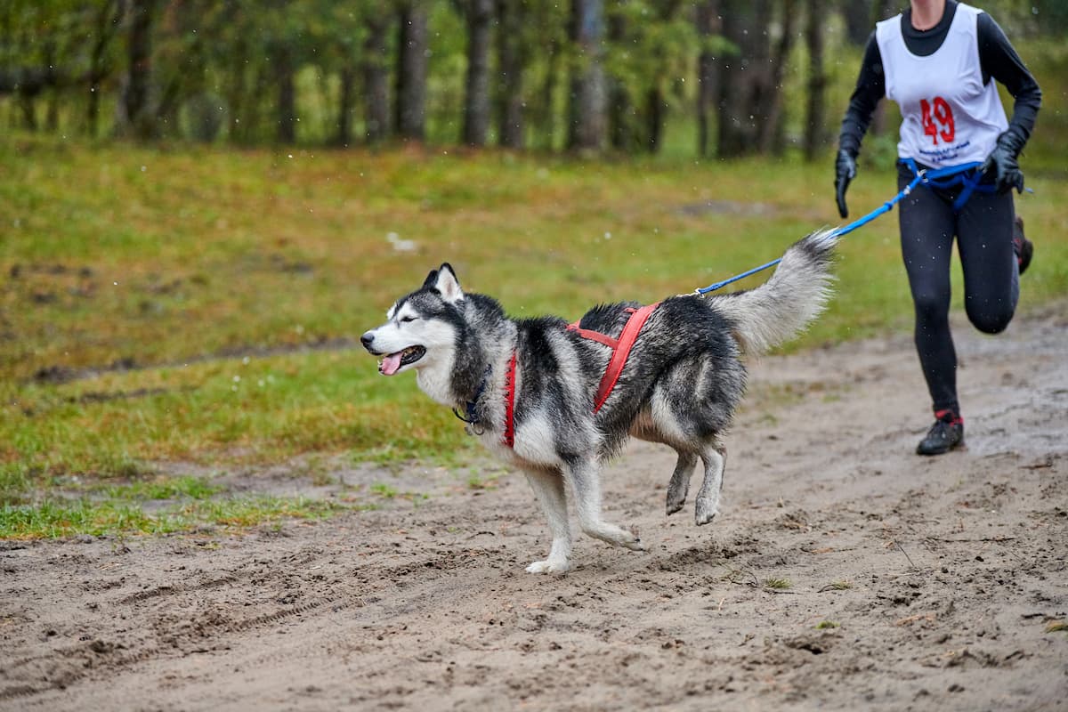 canicross husky