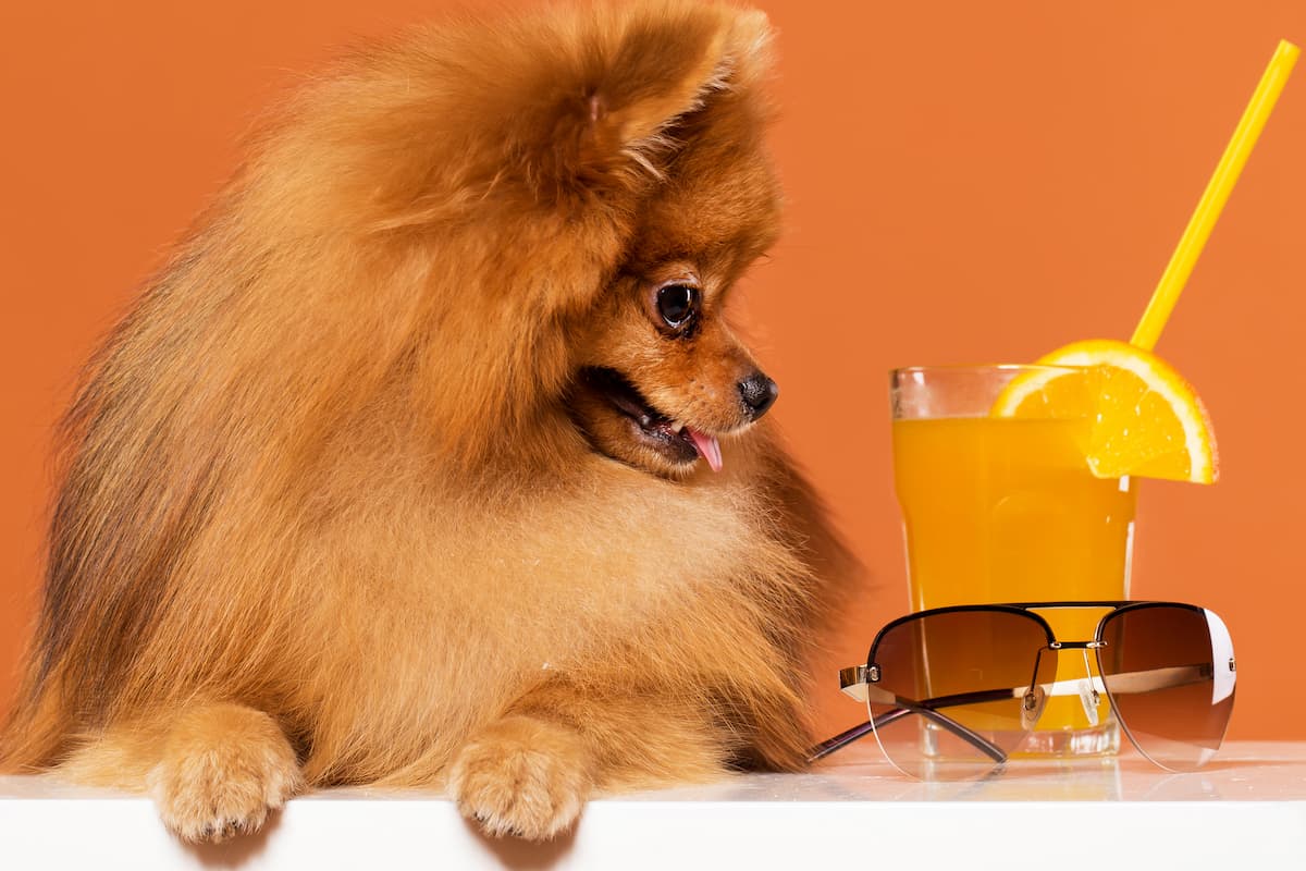 lulu da pomerania olhando o copo de suco