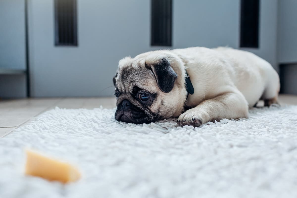 pug deitado olhando para o queijo