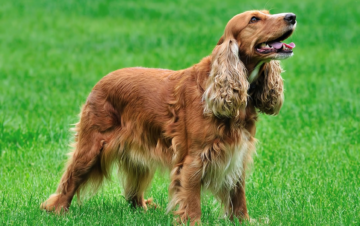 Cocker Spaniel