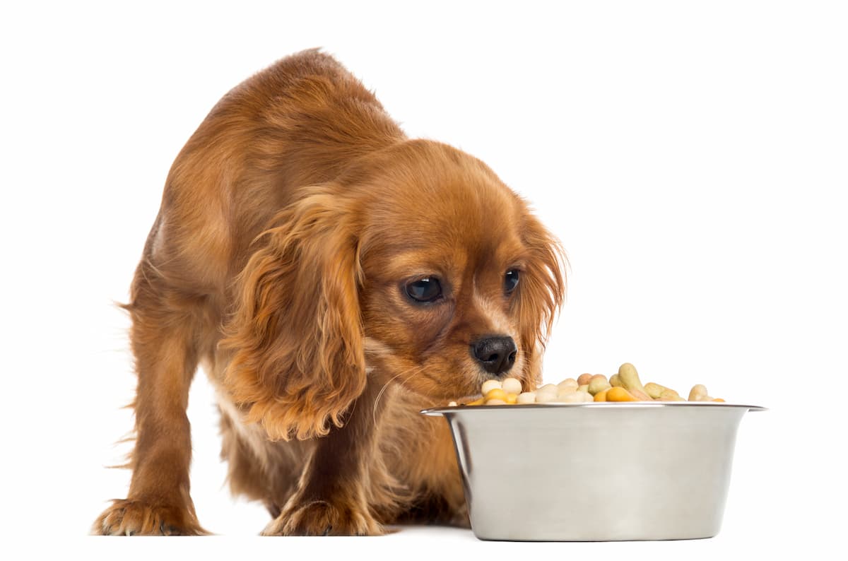 cachorro cheirando biscoitos