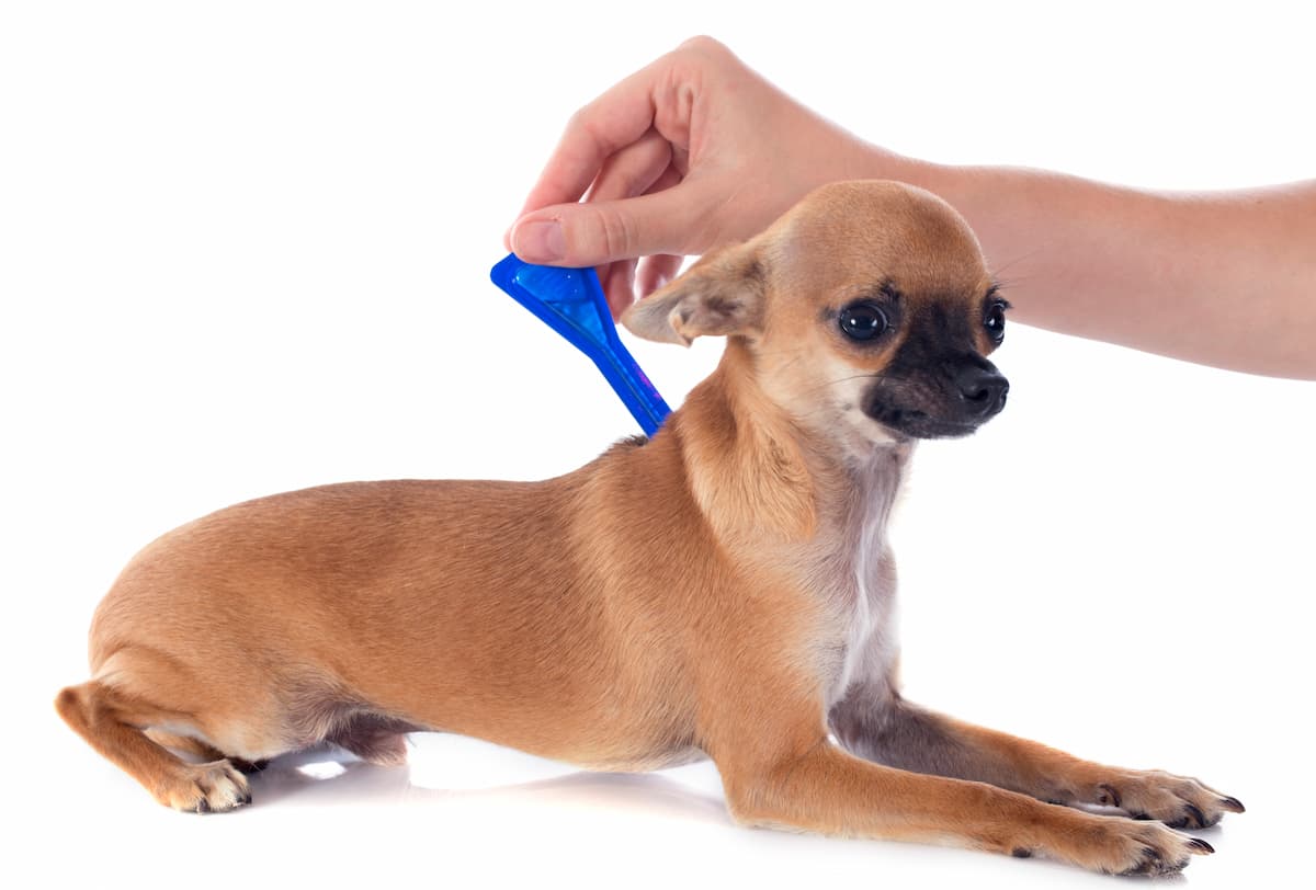 remédio para pulga em cachorro