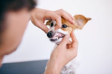 cachorro no dentista