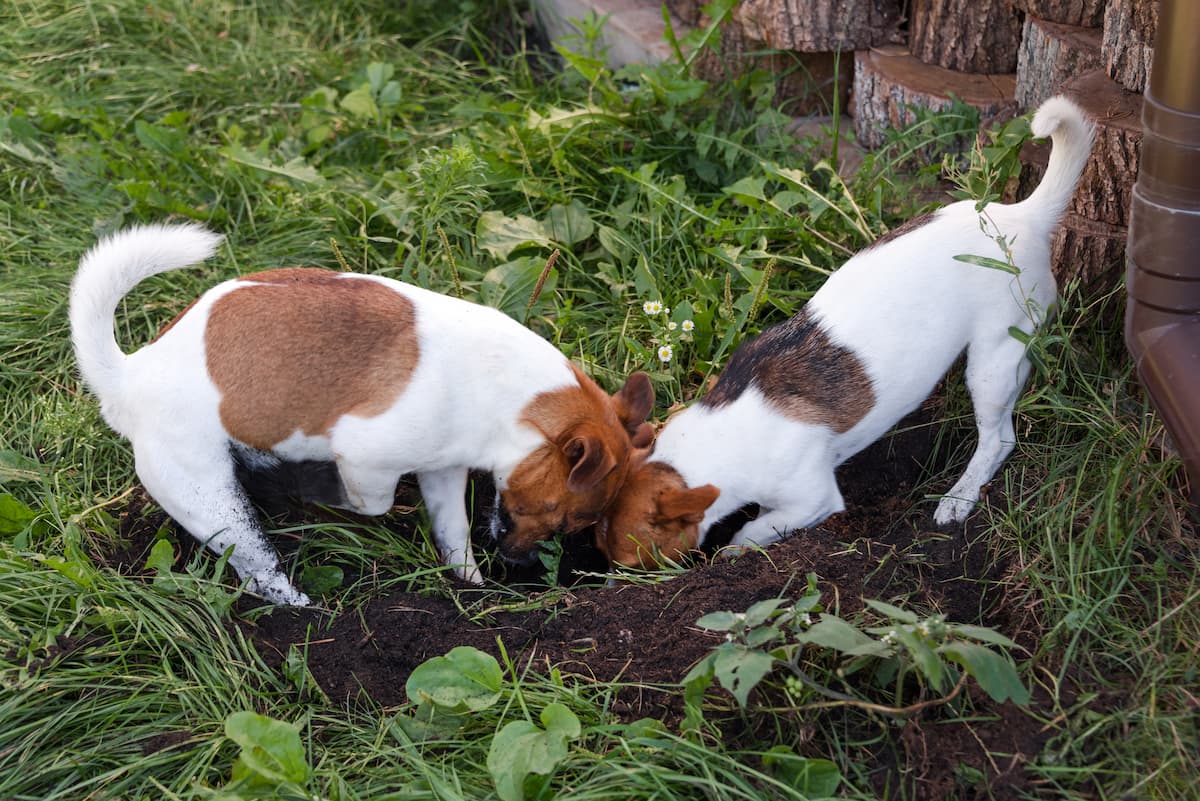 Cachorro cavando: entenda os motivos desse comportamento e o que fazer -  Adoro Pets