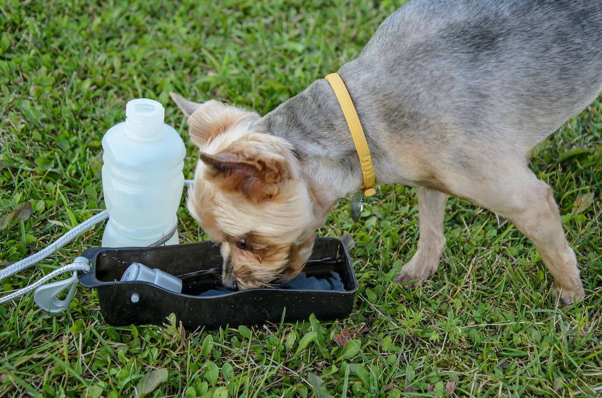 Щенок не пьет воду. Собака пьет воду. Собака пьёт девушку. Outside, Dogs Drink from a Water Cup. Как пить собаке в воротнике.