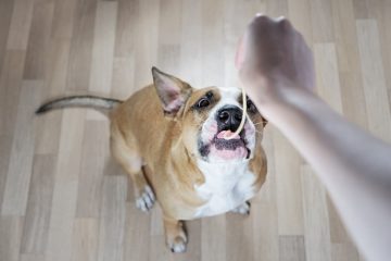 cachorro comendo macarrão