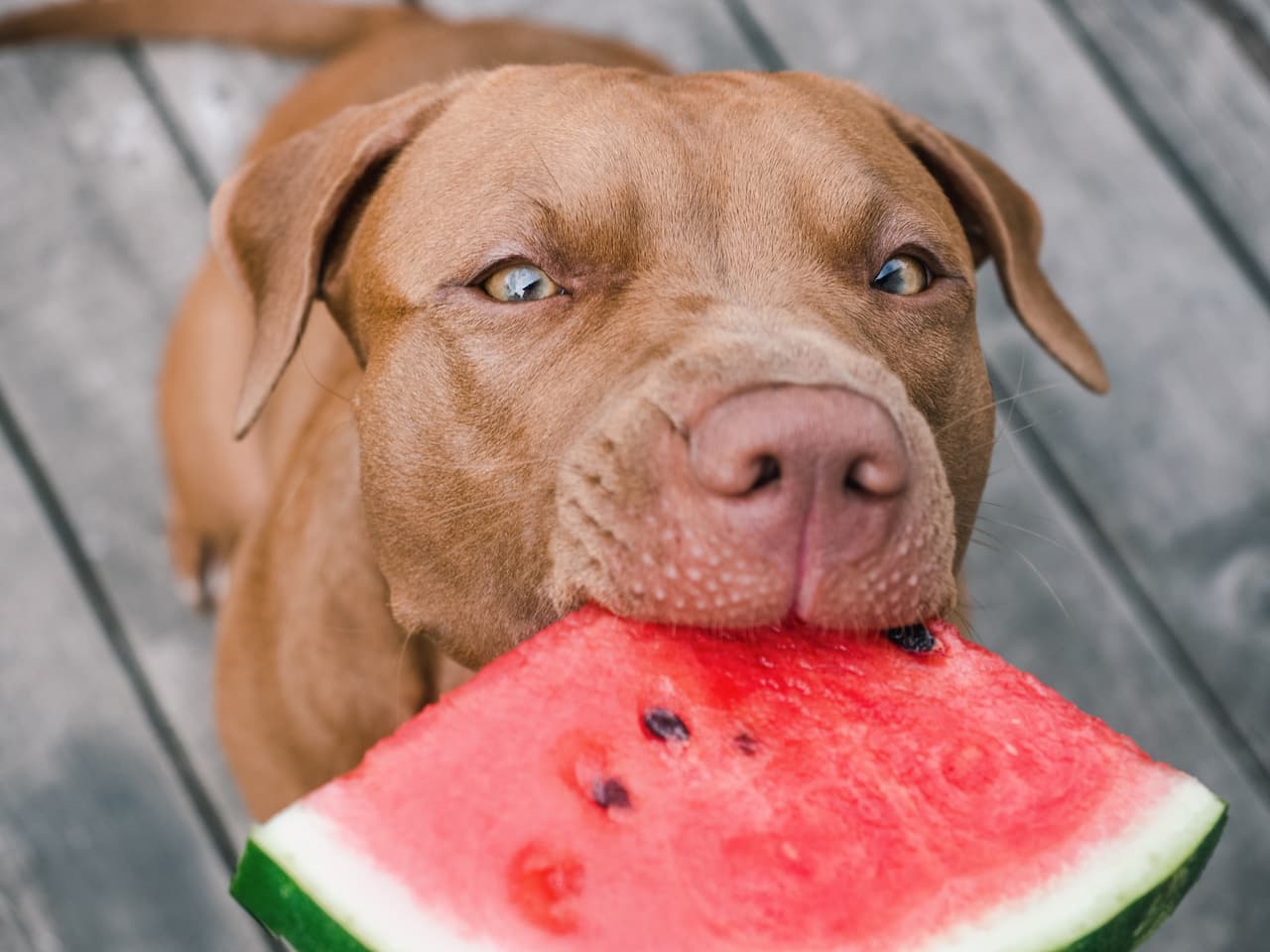 Cachorro pit bull comendo melancia