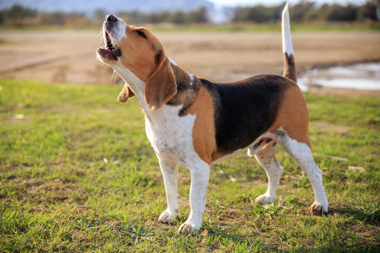 Cachorro beagle latindo em pé na grama
