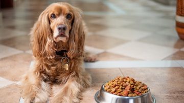 Cachorro marrom deitado ao lado de uma tigela de ração para cachorro