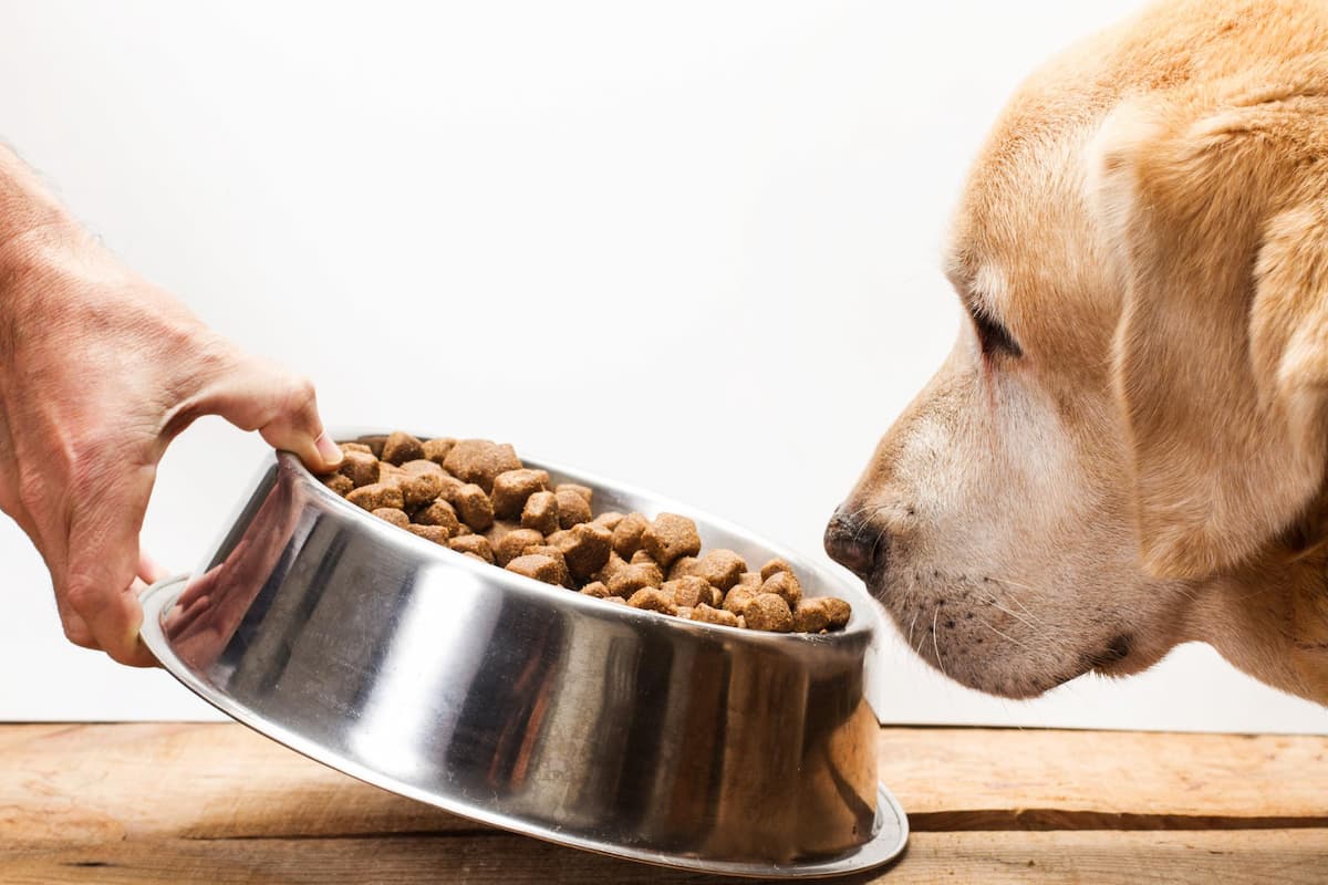 Golden retriever comendo ração