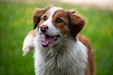 Ração para cachorro com problema urinário