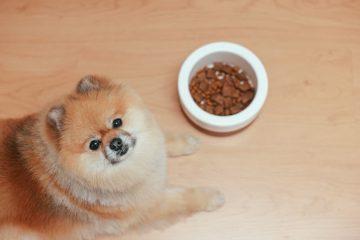 Ração para cachorros com problema intestinal
