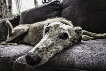 Ração para cachorro idoso