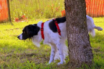 Cachorro urinando em uma árvore