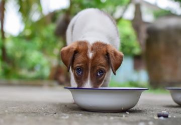 Cachorro comendo ração em pote metálico