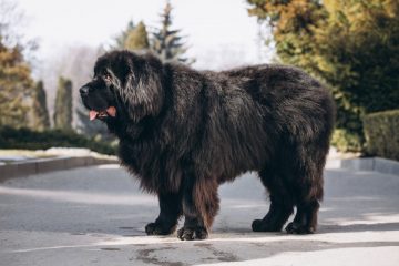 Cachorro gigante e preto na rua