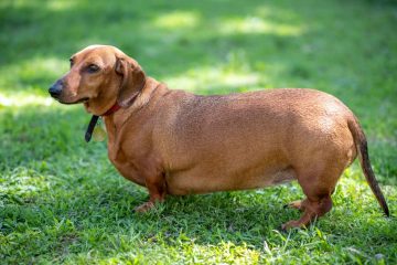 Cachorro obeso marrom na grama