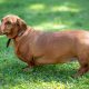 Cachorro obeso marrom na grama