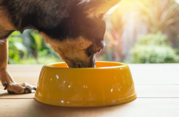 Cachorro pequeno comendo ração