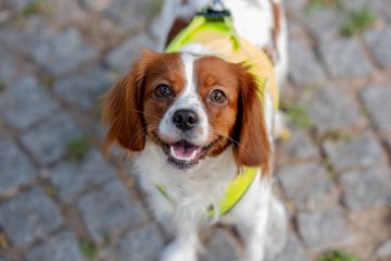 Melhores rações para cachorros castrados