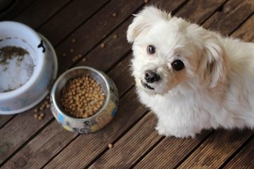 Ração grain free para cachorro