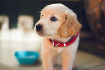 Ração para cachorro filhote