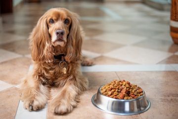 Ração para cachorro de porte médio