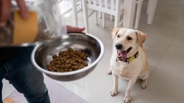 Ração para cachorros com dermatite