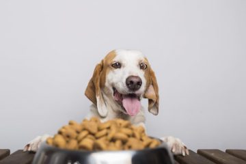 Ração para cachorros com diabetes