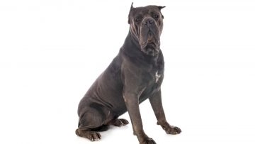 Melhores Rações para Cane Corso