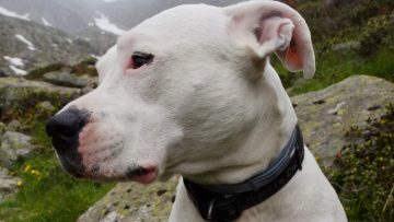 Melhores Rações para Dogo Argentino