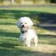 Nomes para bichon frisé