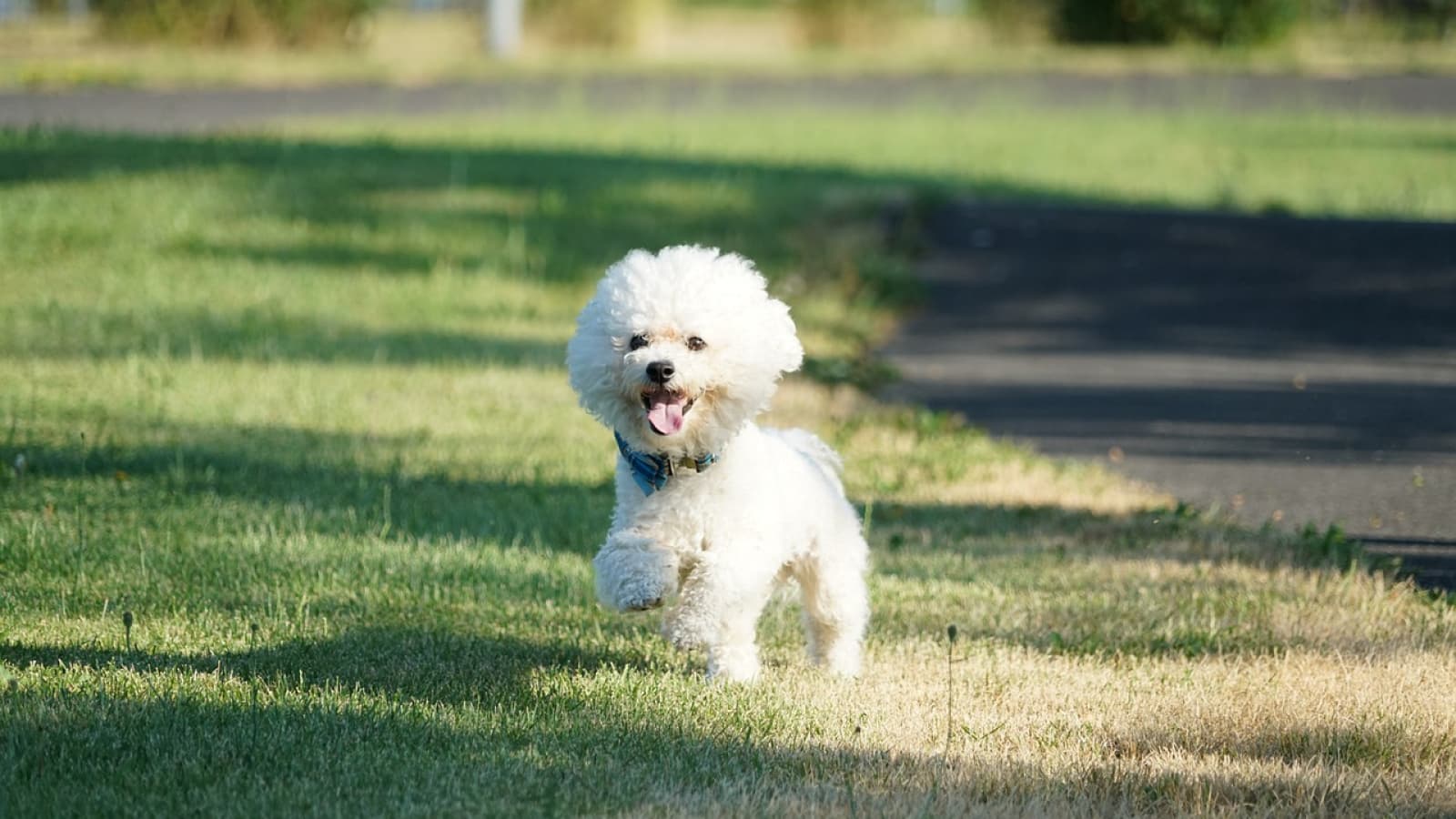 Nomes para bichon frisé