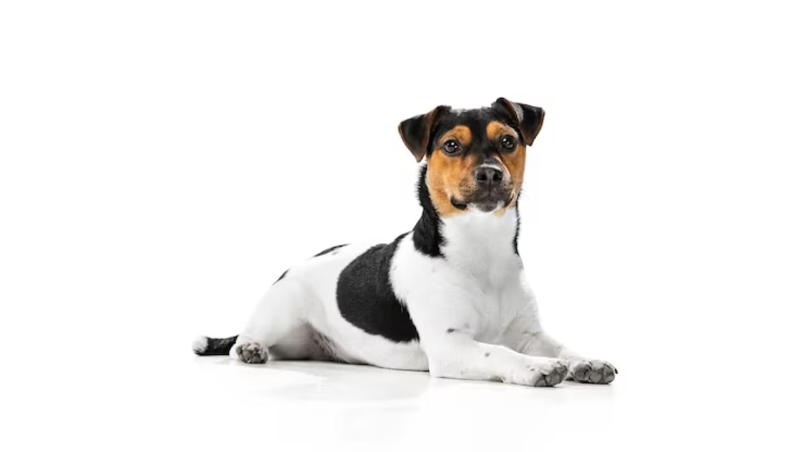 jack russell terrier em fundo branco