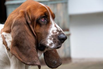 Ração para basset hound