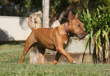 Ração para bull terrier