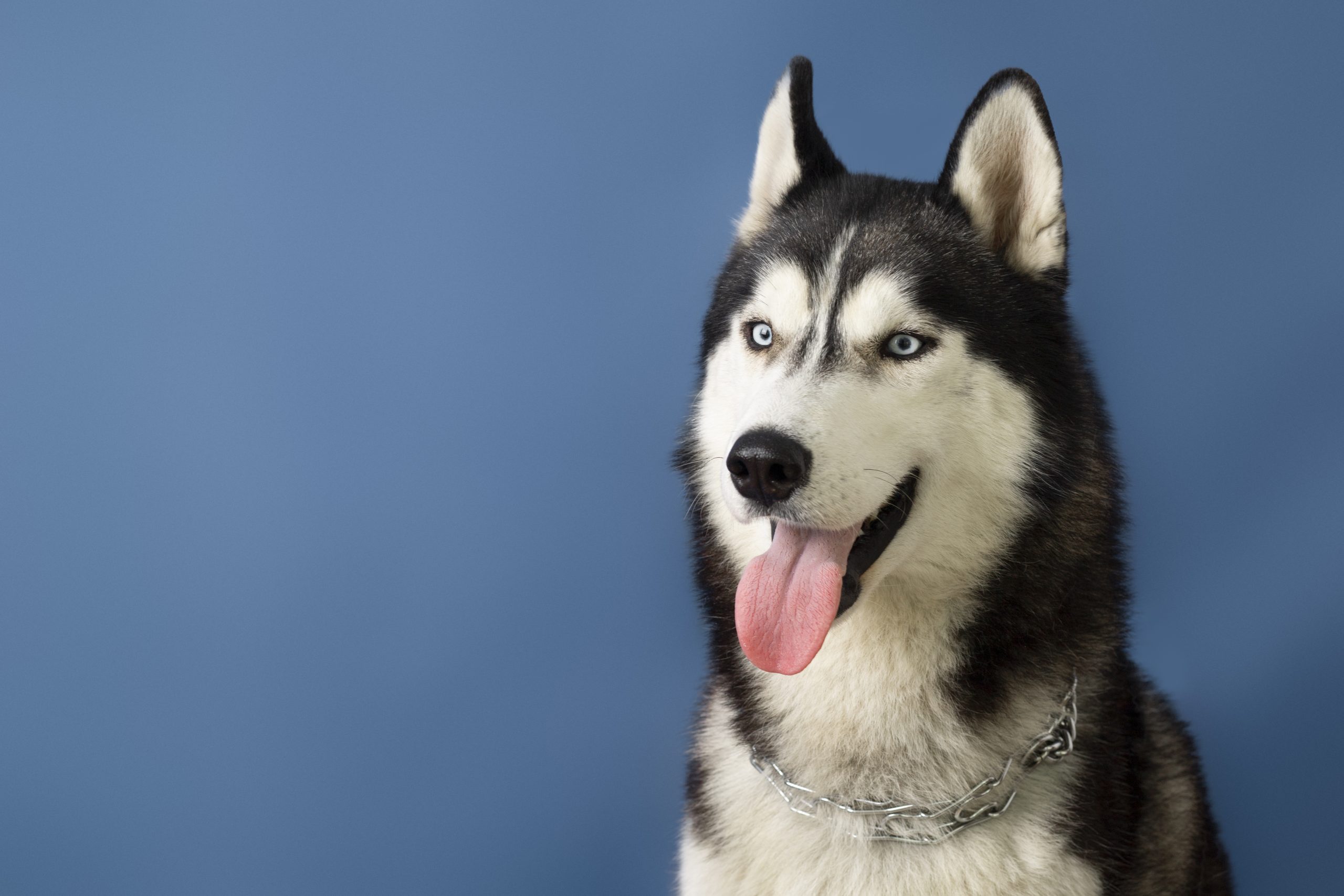 As 9 melhores rações para Husky Siberiano