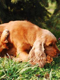 cropped as 7 melhores rações para cachorros com alergia
