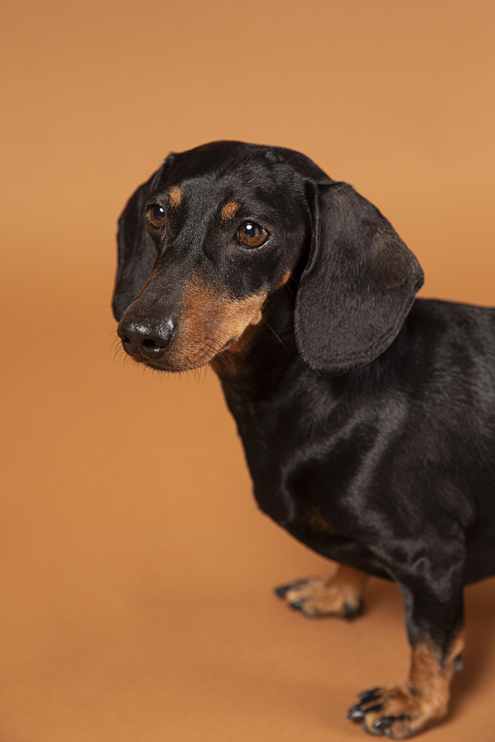 As 10 melhores rações para dachshunds
