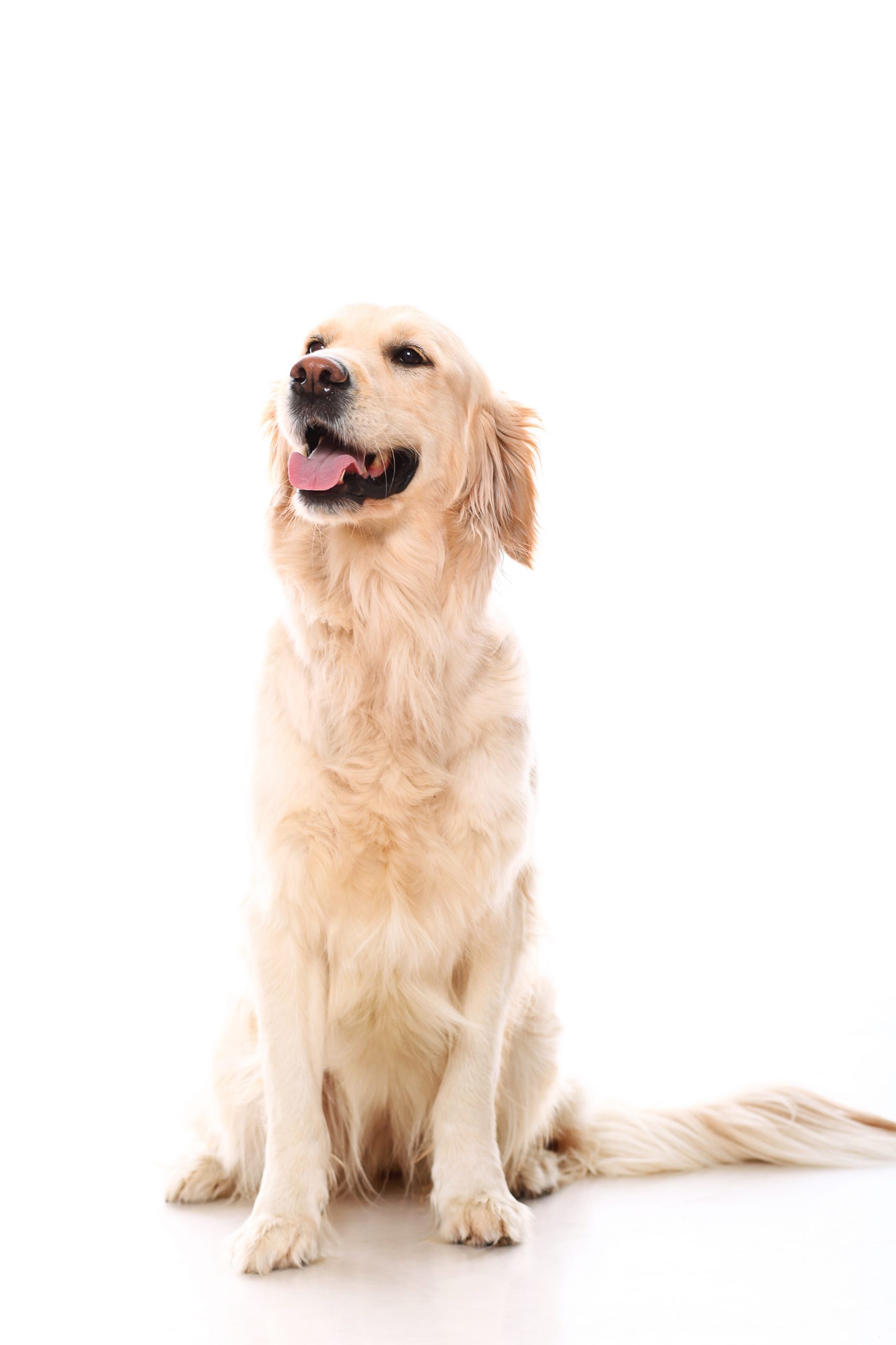 As 10 melhores rações para golden retriever