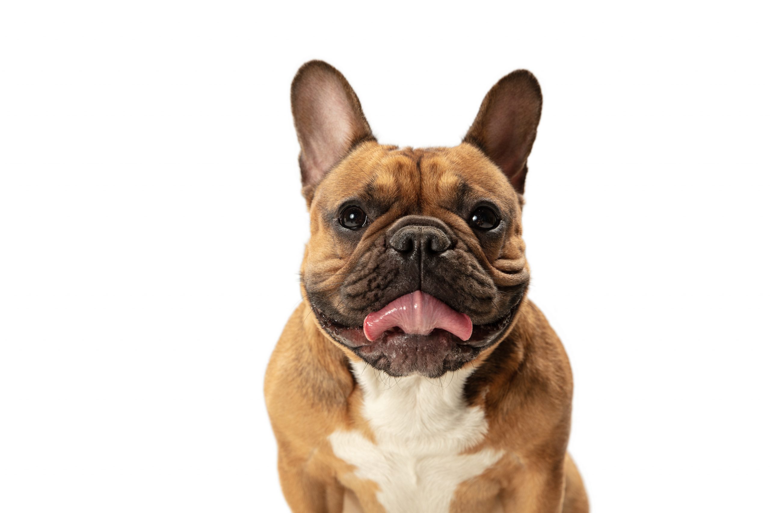 As 11 melhores rações para bulldog francês