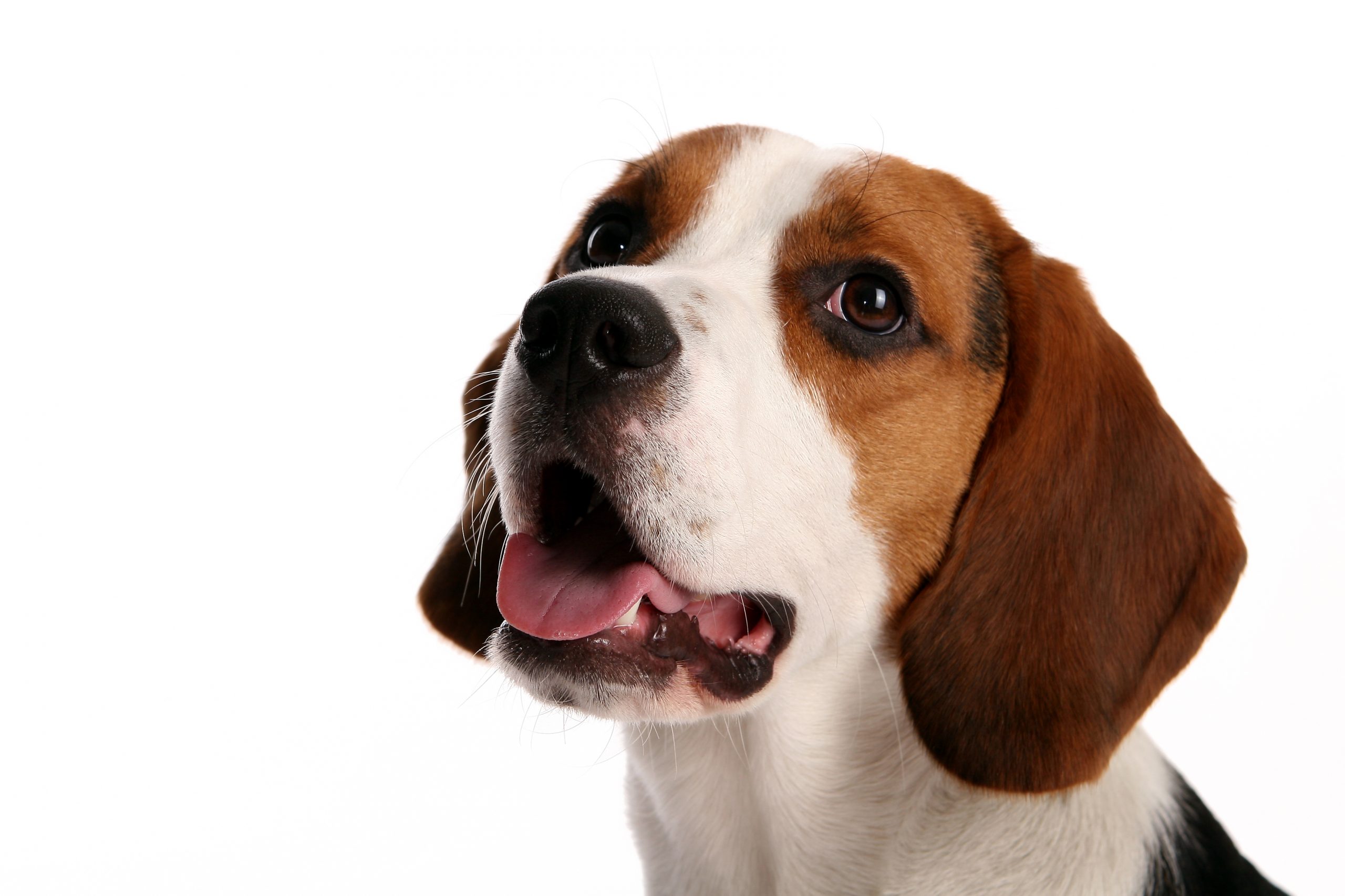 As 9 melhores rações para beagle