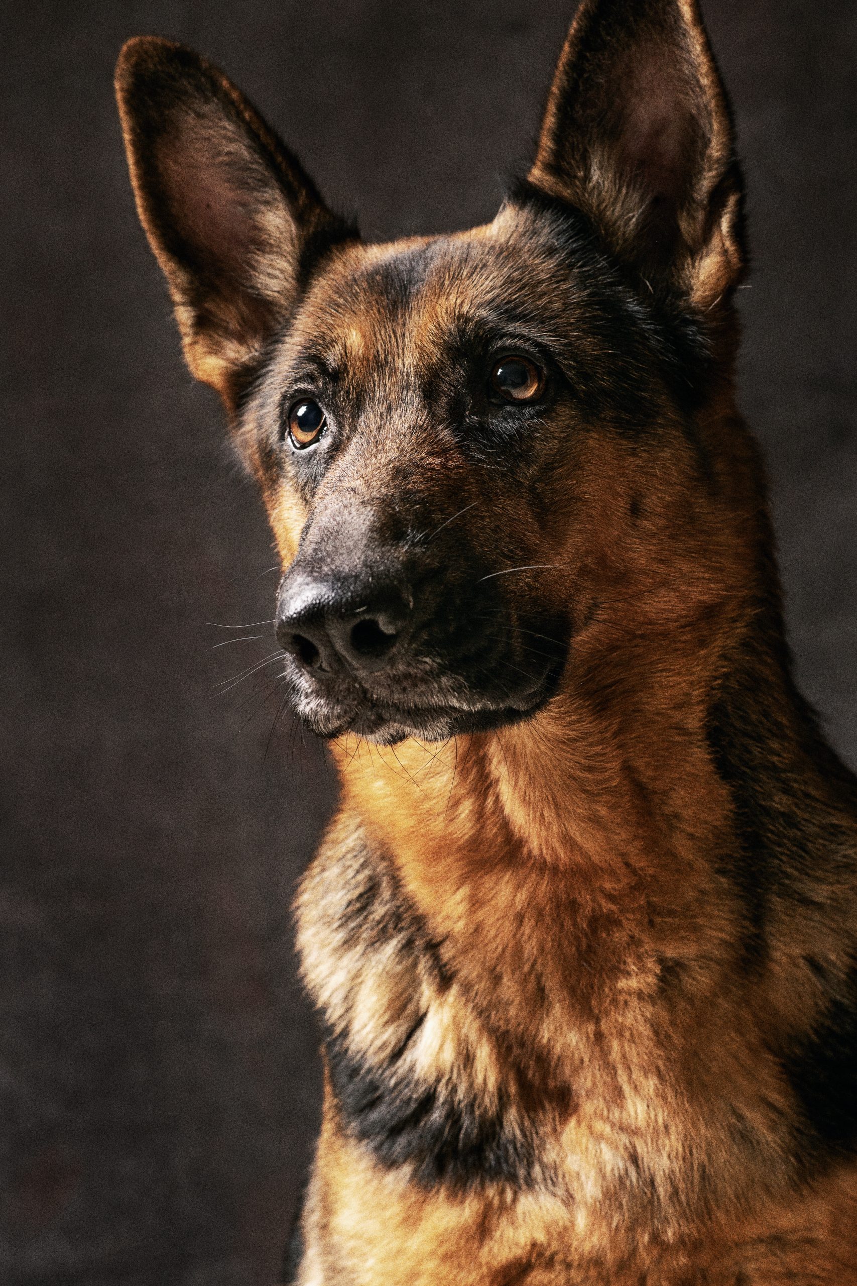 Portrait of a German Shepherd dog on dark background