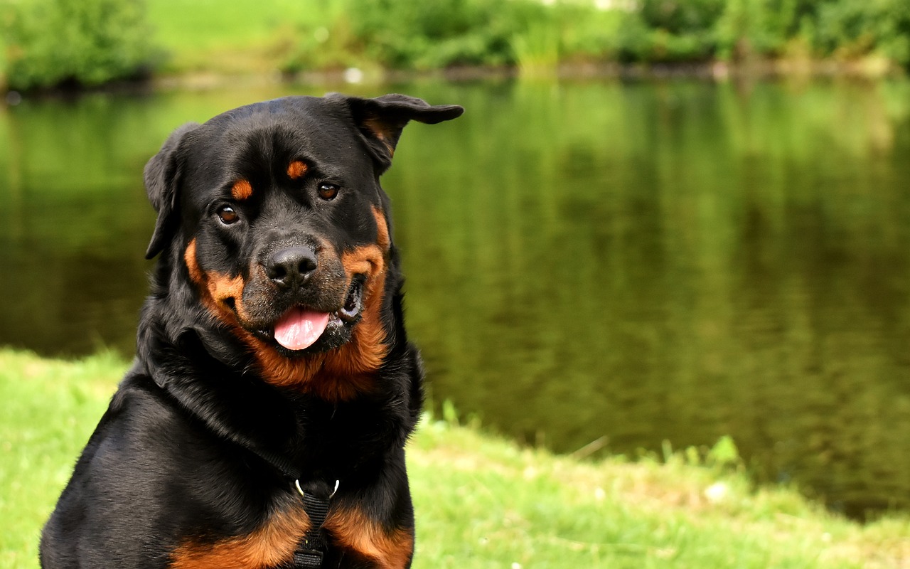 As 9 melhores rações para rottweiler