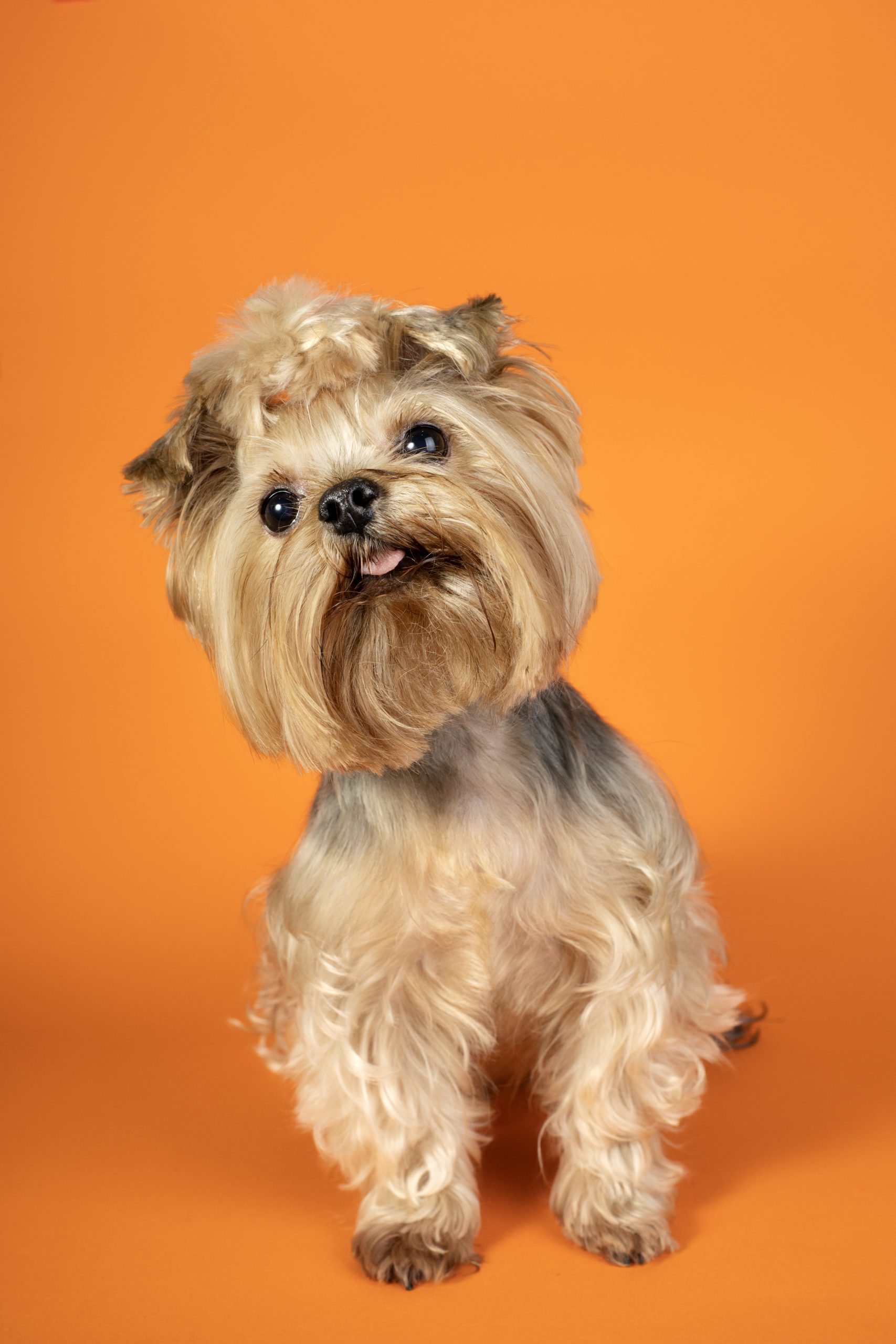 As 9 melhores rações para yorkshire terrier