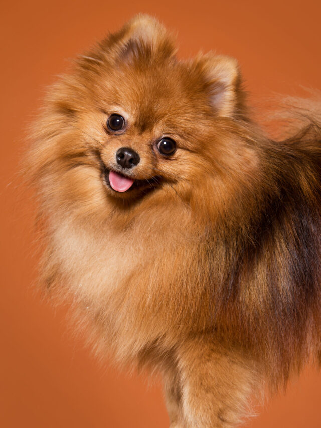 Descubra as 17 Menores Raças de Cachorro do Mundo